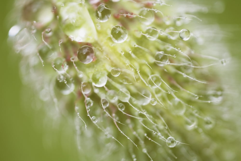 Dew On Plant Canvas Art - Craig Tuttle Design Pics (19 x 12)