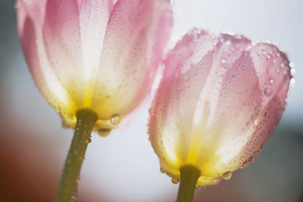 Dew On Tulips Canvas Art - Craig Tuttle Design Pics (19 x 12)