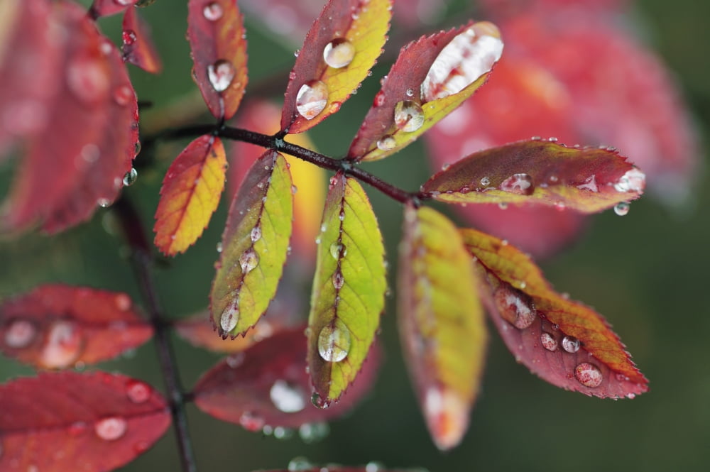 Dew On Wild Rose Leaves In Fall Kananaskis Country Alberta Canvas Art - Darwin Wiggett Design Pics (17 x 11)