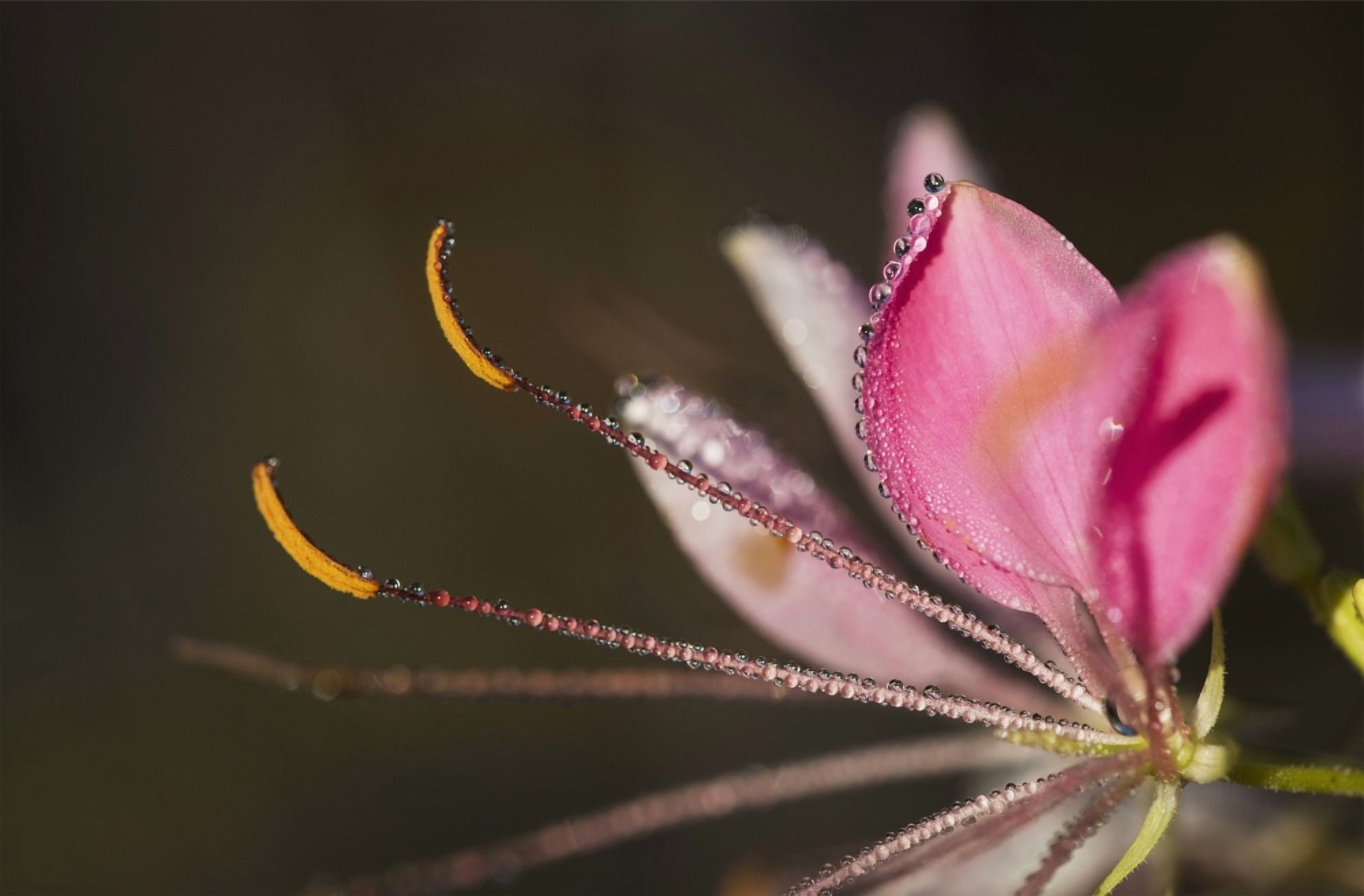 Dew adorns a bee plant Astoria Oregon United States of America Canvas Art - Robert L Potts Design Pics (38 x 24)