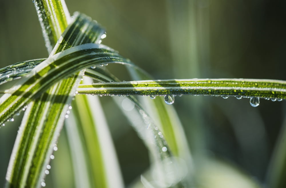 Dew clings to ornamental grass Astoria Oregon United States of America Canvas Art - Robert L Potts Design Pics (38 x 24)