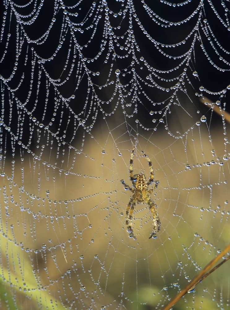 Dew collects on the web of a European Garden Spider Astoria Oregon United States of America Canvas Art - Robert L Potts  Design Pics (13 x 18)
