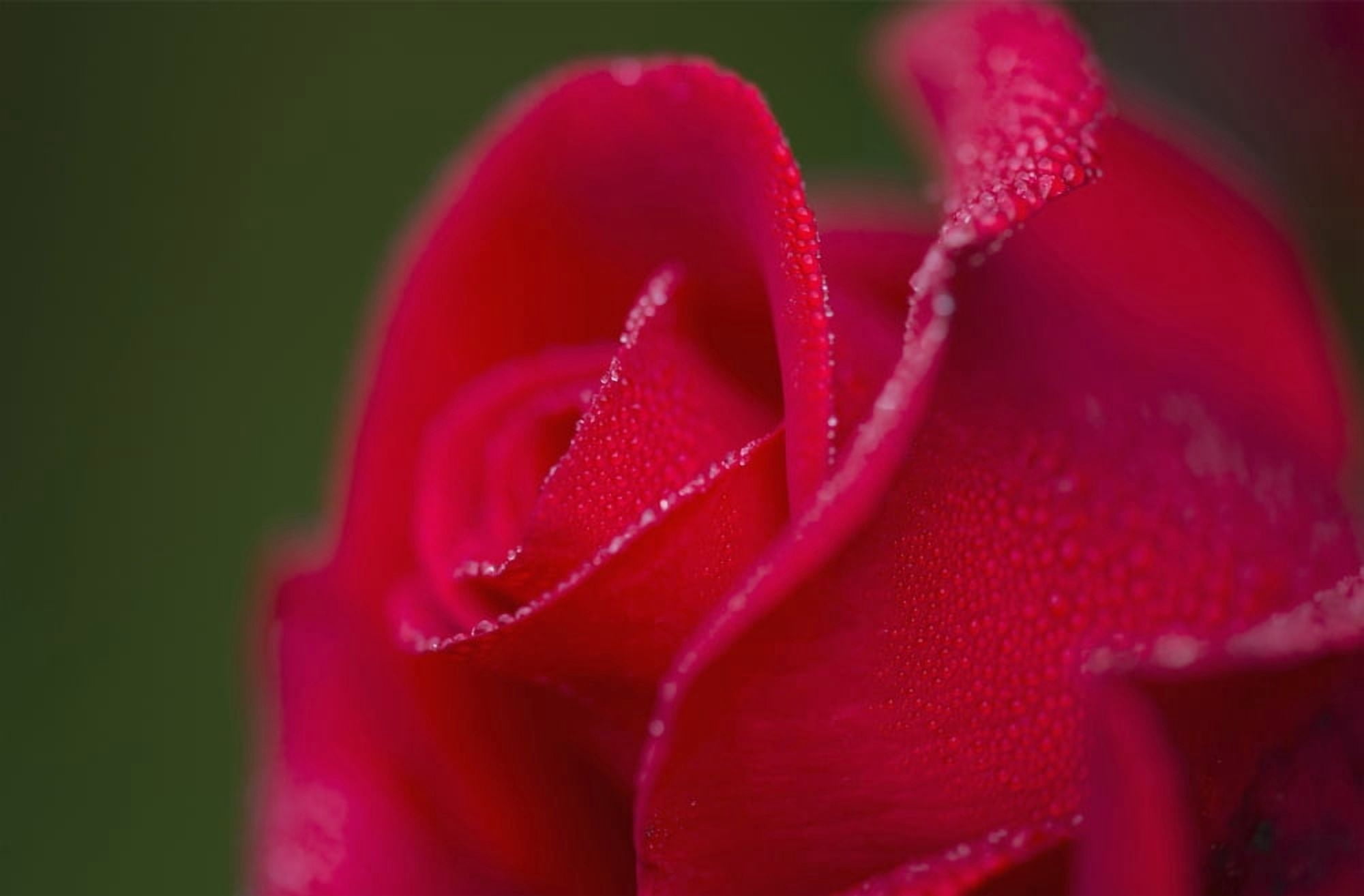 Dew covers a rose blossom Astoria Oregon United States of America Canvas Art - Robert L Potts Design Pics (38 x 24)