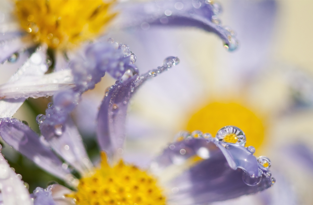 Dew drops balance on Aster blossoms Astoria Oregon United States of America Canvas Art - Robert L Potts Design Pics (19 x 12)