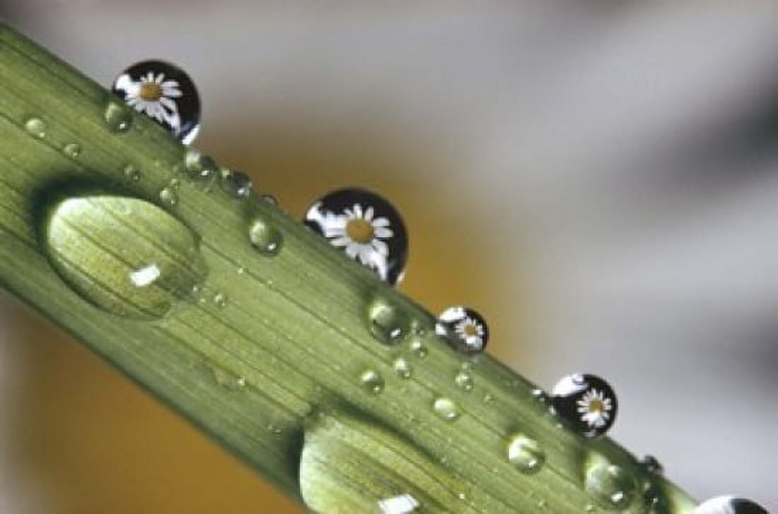 Dew drops on a stem Canvas Art - Panoramic Images (16 x 11)