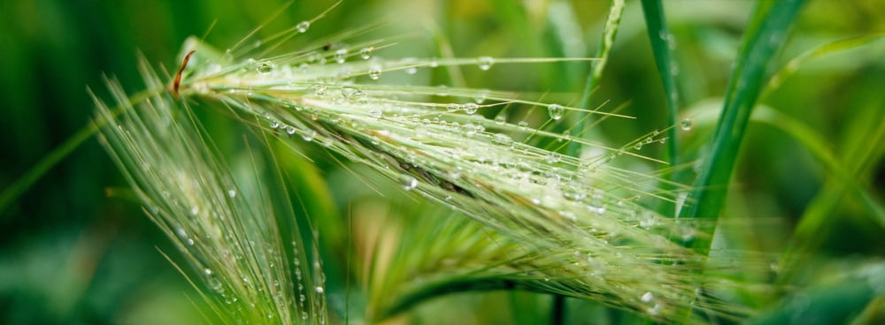 Dew drops on barley San Francisco California USA Canvas Art - Panoramic Images (27 x 9)