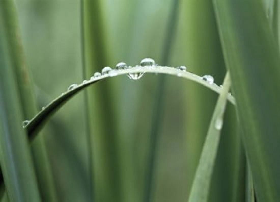 Dew drops on grass Canvas Art - Panoramic Images (16 x 12)