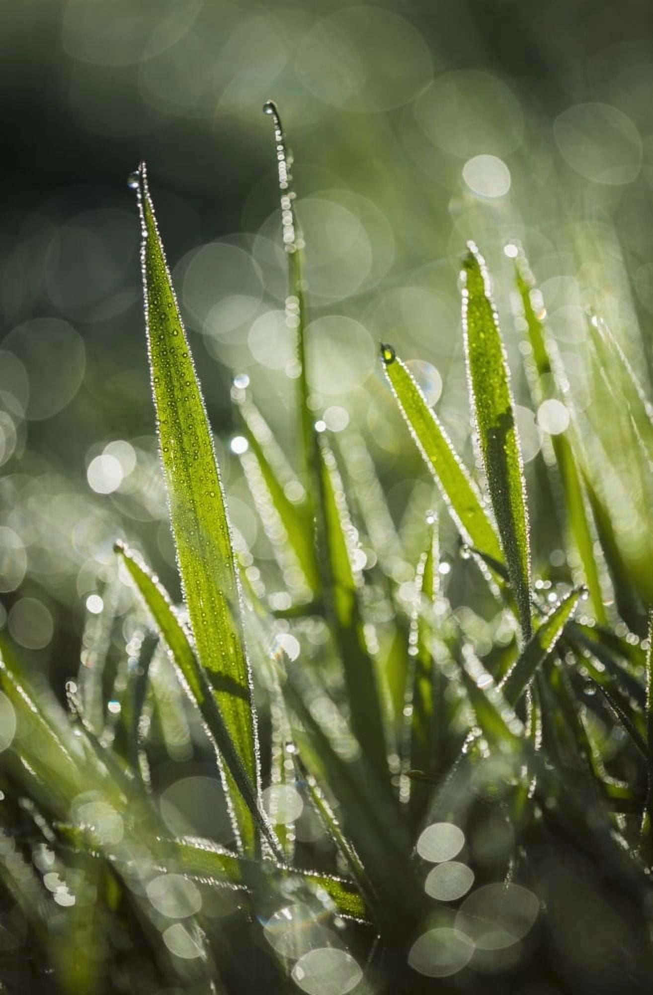 Dew glistens on the grass Astoria Oregon United States of America Canvas Art - Robert L Potts Design Pics (12 x 19)