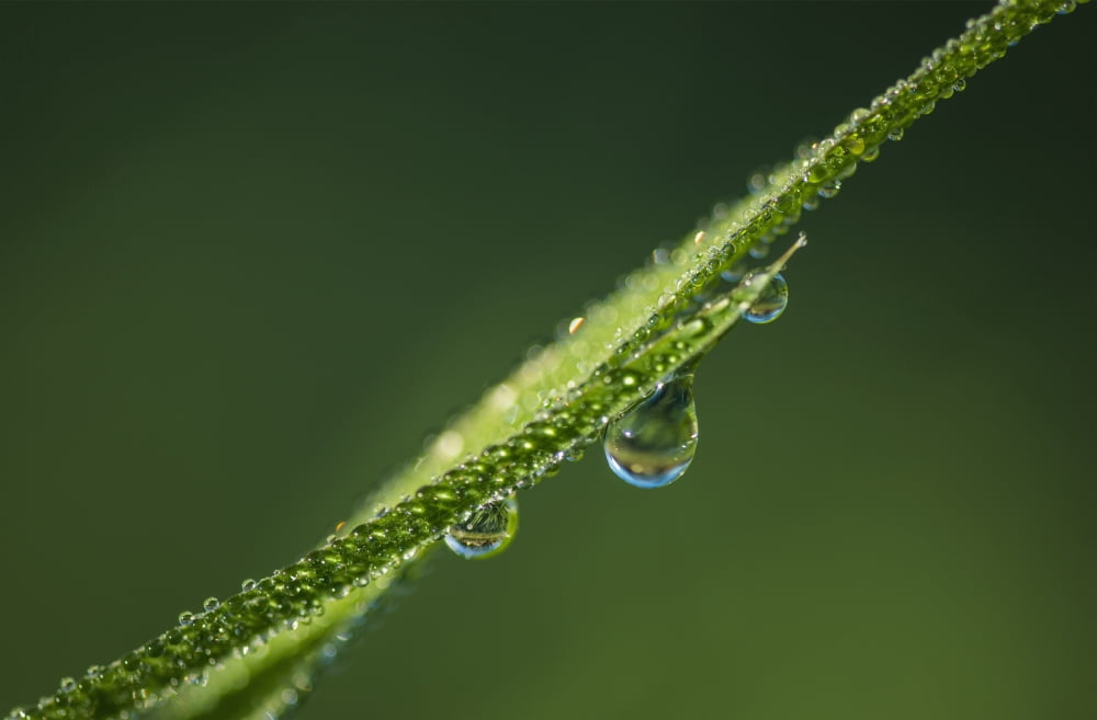 Dew glistens on the grass Astoria Oregon United States of America Canvas Art - Robert L Potts Design Pics (19 x 12)