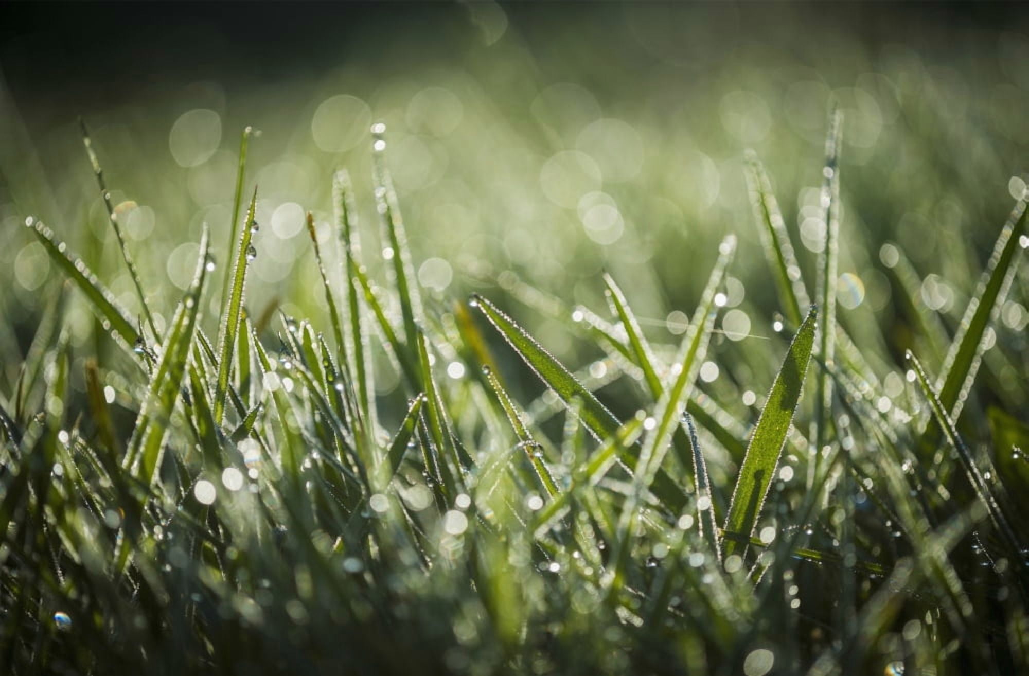 Dew glistens on the grass Astoria Oregon United States of America Canvas Art - Robert L Potts Design Pics (38 x 24)