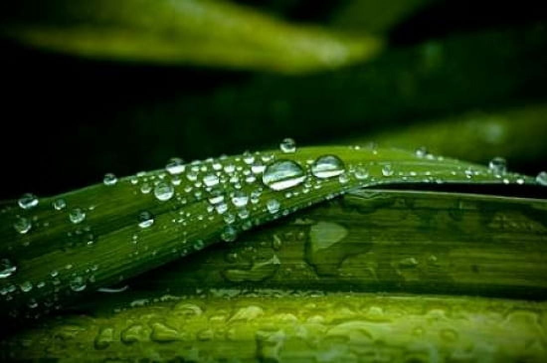Dew on Grass Canvas Art - Erin Berzel (24 x 36)