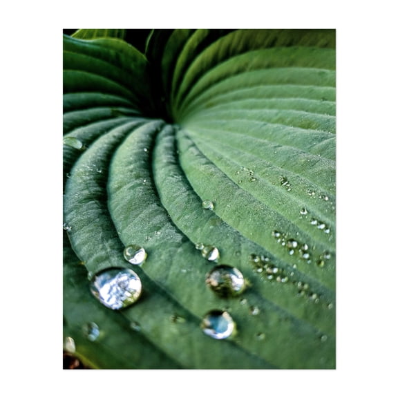 Dew on a leaf - Photography Botanical Nature Floral Abstract Minimalist Unframed Wall Art Print 24 x 32 inches