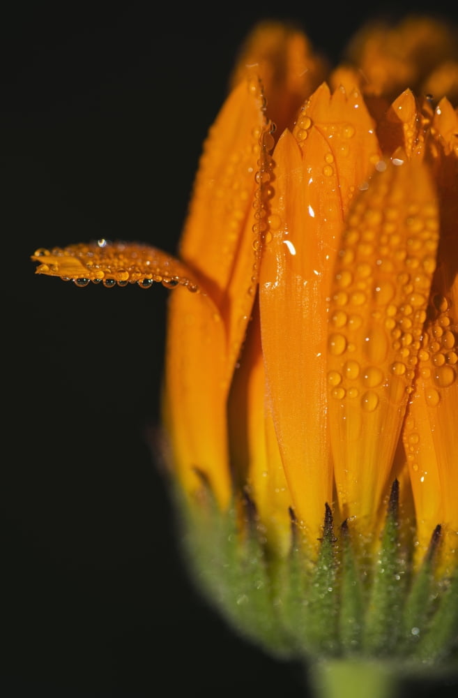 Dew settles on a calendula blossom Astoria Oregon United States of America Canvas Art - Robert L Potts Design Pics (24 x 38)