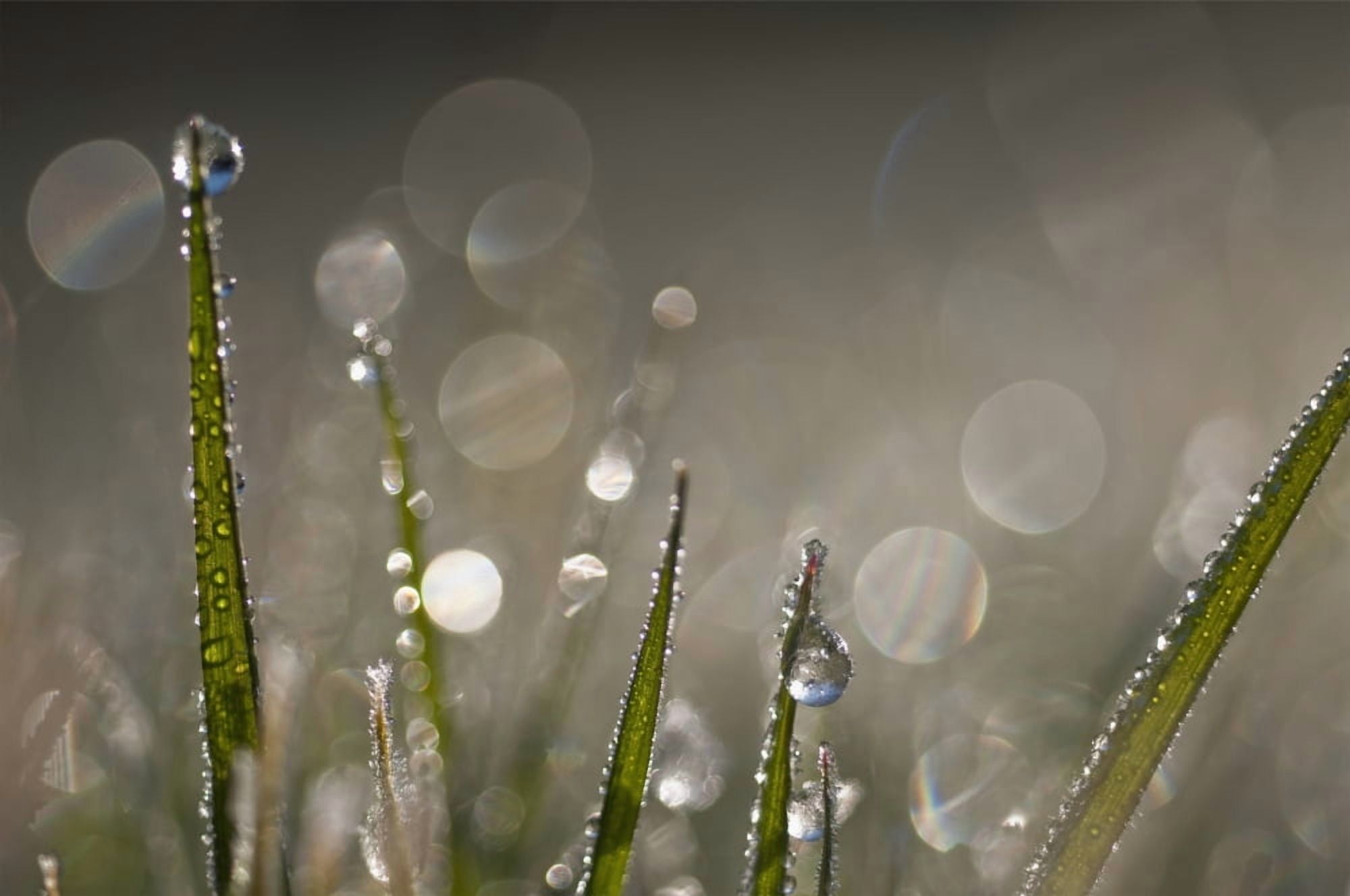 Dew sparkles in the grass Astoria Oregon United States of America Canvas Art - Robert L Potts Design Pics (19 x 12)