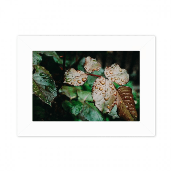 Dewdrop Nature Picture Photo Mount Frame Picture Art Painting Desktop 5x7 inch