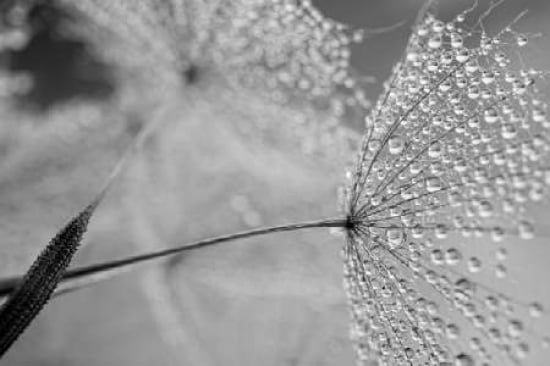 Dewy Dandelion BandW Canvas Art - Cora Niele (12 x 18)