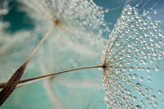 Dewy Dandelion Canvas Art - Cora Niele (12 x 18)