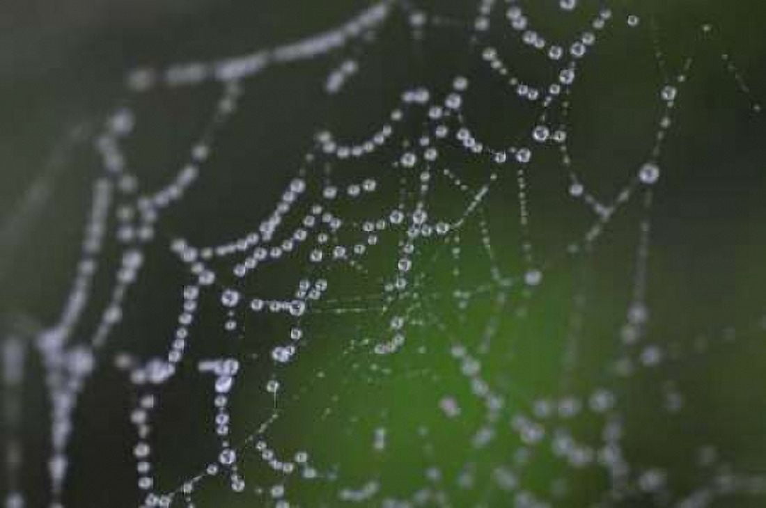 Dewy Web I Canvas Art - Erin Berzel (20 x 28)