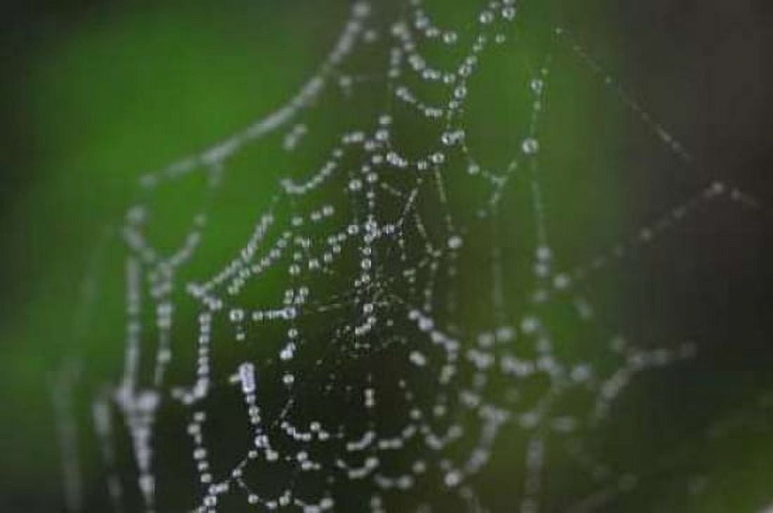Dewy Web II Canvas Art - Erin Berzel (20 x 28)