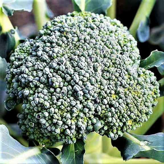 Di Ciccio Broccoli Seeds - 500 Count Seed Pack - Non-GMO - Produces Earthy, Sweet, and mild Flavors with a Continuous Harvest. - Country Creek LLC