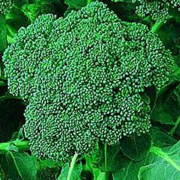 Di Cicco Broccoli - 1 OZ ~9,000 Seeds - Non-GMO, Open Pollinated, Heirloom, Vegetable Gardening Seeds & Micro Greens Seeds