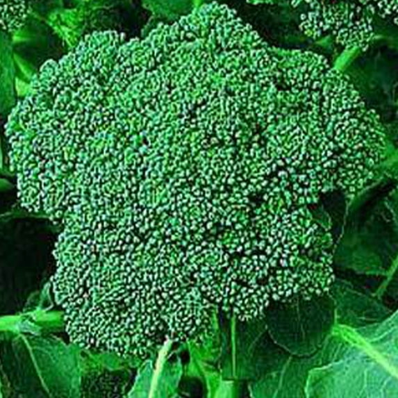 Di Cicco Broccoli - 1 g ~350 Seeds - Non-GMO, Open Pollinated, Heirloom, Vegetable Gardening Seeds & Micro Greens Seeds