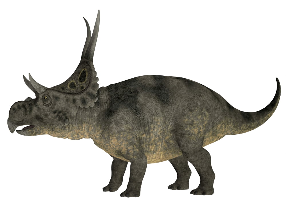 Diabloceratops dinosaur Canvas Art - Corey FordStocktrek Images (17 x 13)