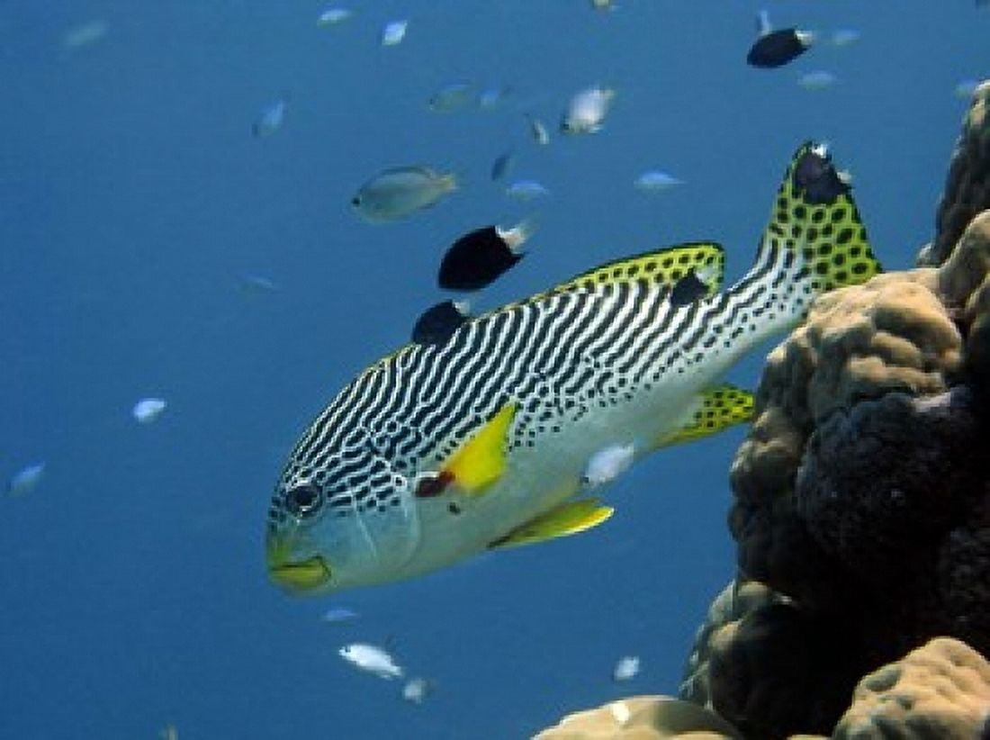 Diagonal-Banded Sweetlips Great Barrier Reef Australia Canvas Art - David Wall DanitaDelimont (26 x 20)