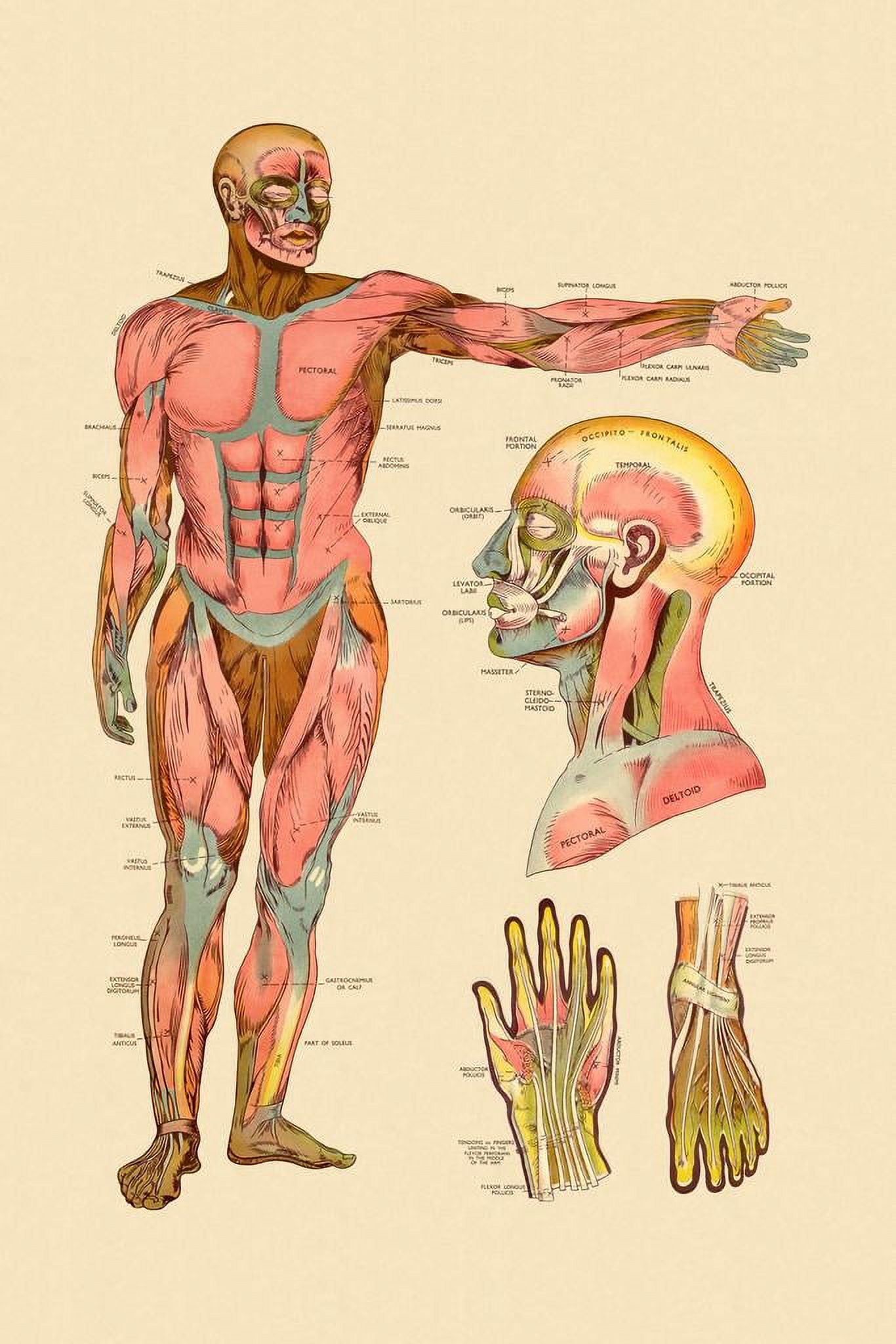 Diagram Of Front Muscles Of Human Body Vintage Anatomy Chart Cool Wall ...