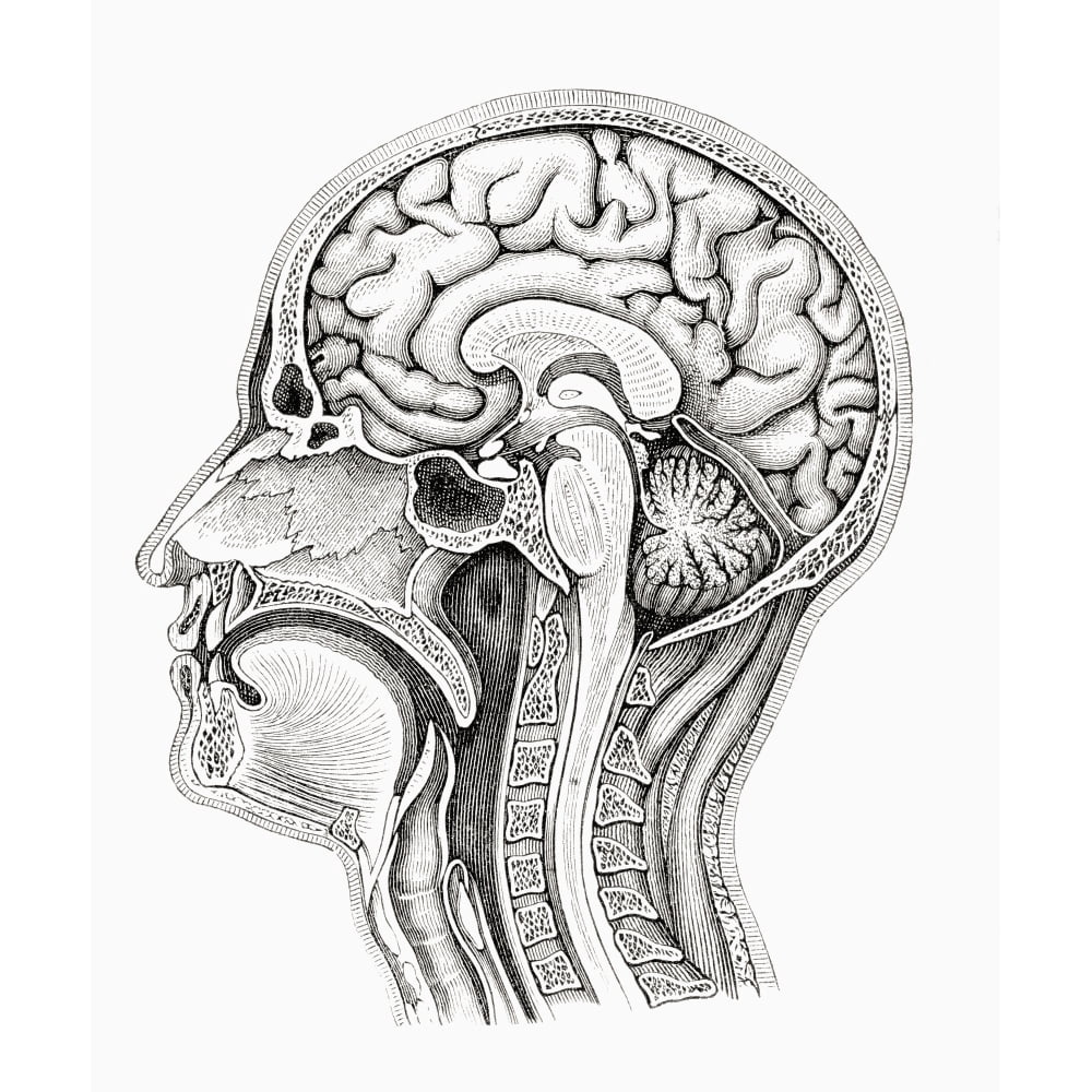 Diagram Of The Middle Intersection Of A Human Head And Neck. From ...