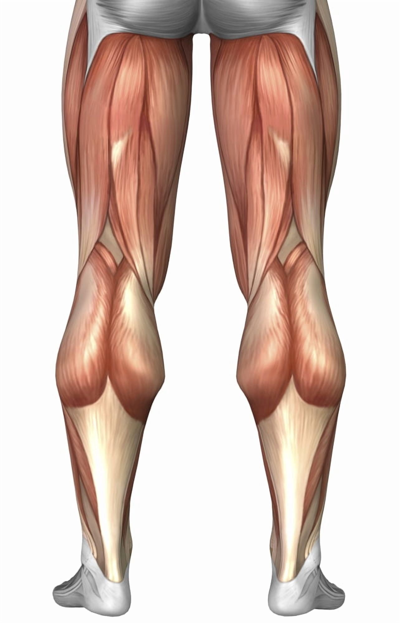 Diagram illustrating muscle groups on back of human legs Canvas Art - Stocktrek Images (12 x 18)