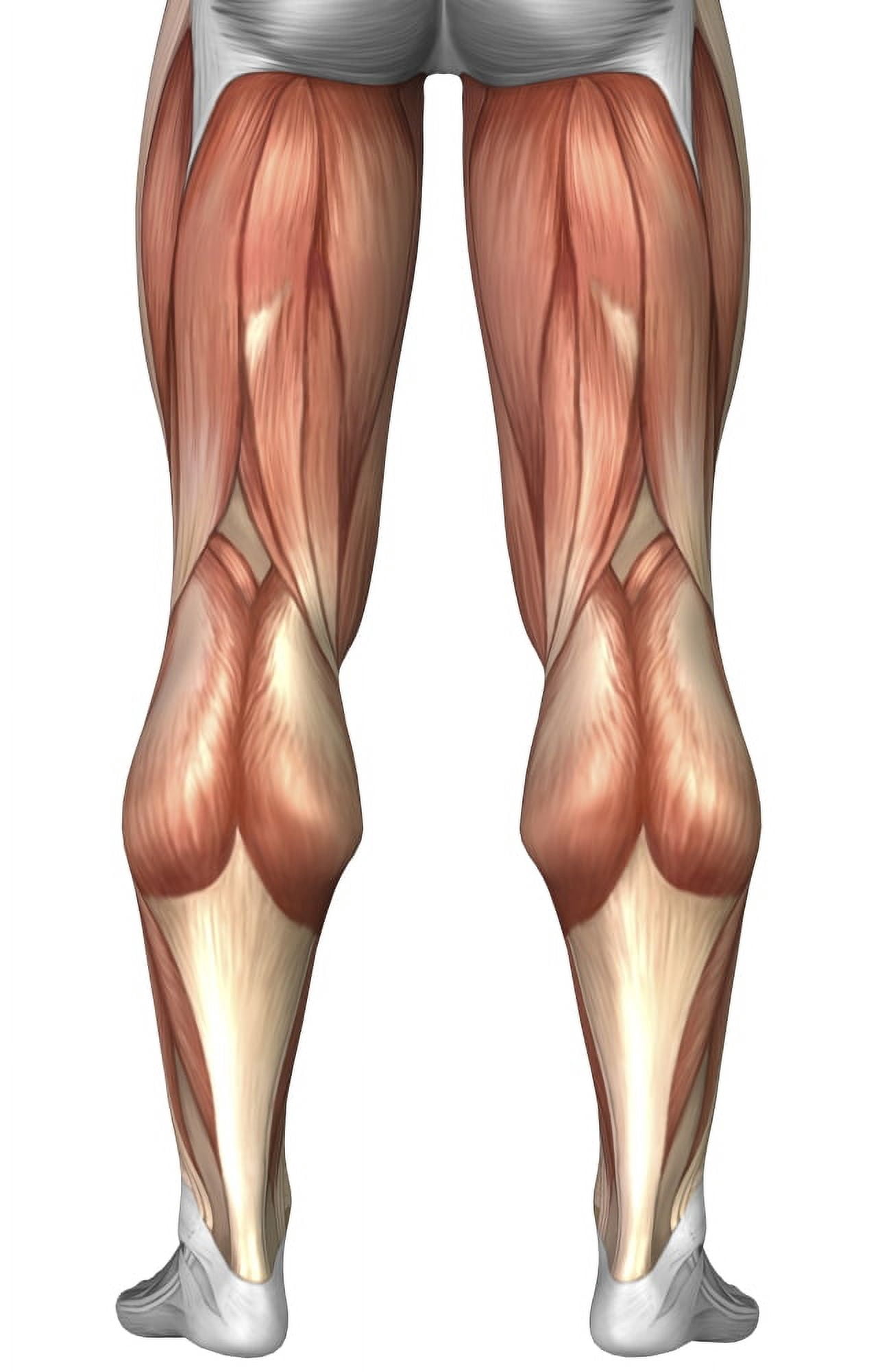 Diagram illustrating muscle groups on back of human legs Canvas Art - Stocktrek Images (23 x 36)