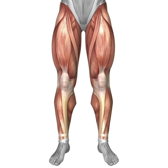 Diagram illustrating muscle groups on front of human legs Canvas Art - Stocktrek Images (23 x 36)