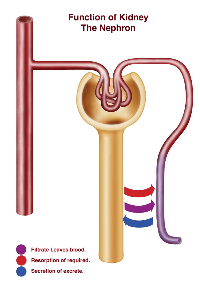 Diagram of a nephron the functional unit of excretion in the kidney Canvas Art - Stocktrek Images (24 x 34)