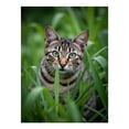 thumbnail image 1 of Diamond Art Kit for Adults, Bengal Cat Green Grass Stalks Diamond Painting for Adults Beginners, 5D DIY Diamond Art Painting Kits, Colorful Diamond Painting Craft for Home Decor 12x16, 1 of 7