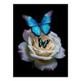 thumbnail image 1 of Diamond Art Kits for Adults - 5d Blue Butterflies White Rose Diamond Painting for Adults, Diamond Art for Adults Beginners, Diamond Painting Kits for Adults for Home Wall Decor, 1 of 7