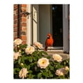thumbnail image 1 of Diamond Art Kits for Adults - 5d Cardinal Roses Brick Wall Window Diamond Painting for Adults, Diamond Art for Adults Beginners, Diamond Painting Kits for Adults for Home Wall Decor, 1 of 7