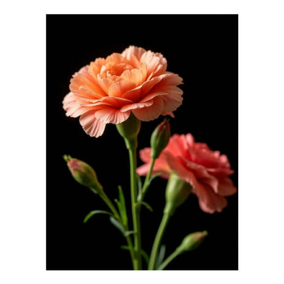 Diamond Art Kits for Adults - 5d Peach Carnation Blooms Dark Background Diamond Painting for Adults, Diamond Art for Adults Beginners, Diamond Painting Kits for Adults for Home Wall Decor