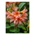 thumbnail image 1 of Diamond Art Kits for Adults - 5d Pink Lily Raindrops Nature Bloom Diamond Painting for Adults, Diamond Art for Adults Beginners, Diamond Painting Kits for Adults for Home Wall Decor, 1 of 7
