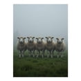 thumbnail image 1 of Diamond Art Kits for Adults, Five White Sheep In Green Field 5D Diamond Painting Kits for Adults Beginners, DIY Full Drill Diamond Painting, Gem Art and Crafts 12x16, 1 of 7