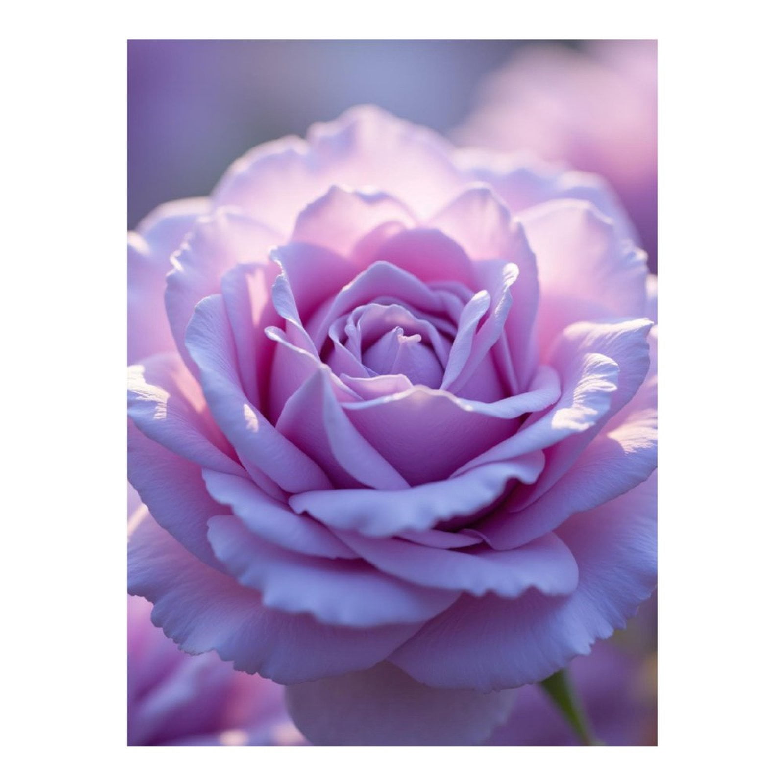 Diamond Art Kits for Adults, Lavender Rose Petals Close Up 5D Diamond Painting Kits for Adults Beginners, DIY Full Drill Diamond Painting, Gem Art and Crafts 12x16