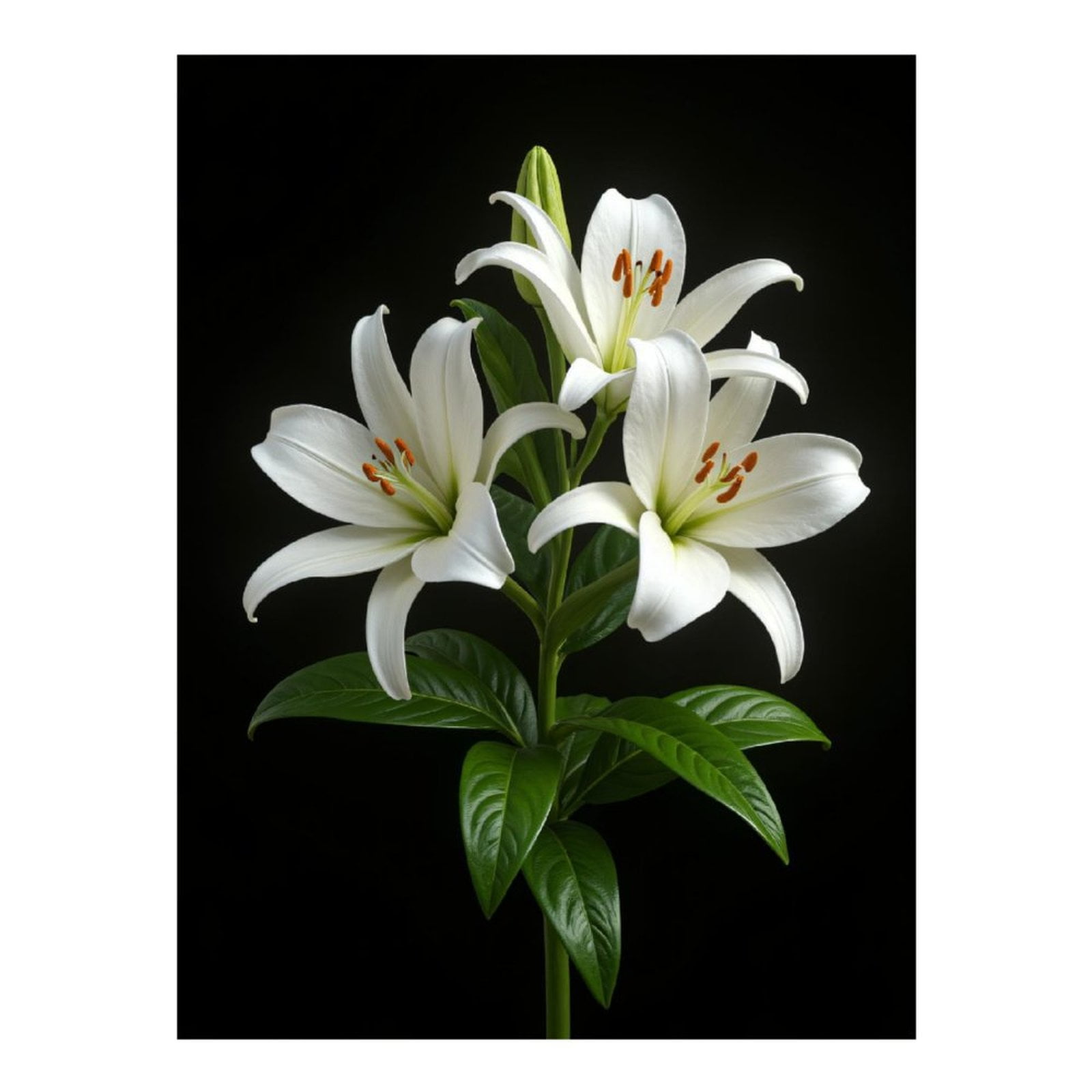Diamond Art Kits for Adults, White Blossoms Against Black Background 5D Diamond Painting Kits for Adults Beginners, DIY Full Drill Diamond Painting, Gem Art and Crafts 12x16