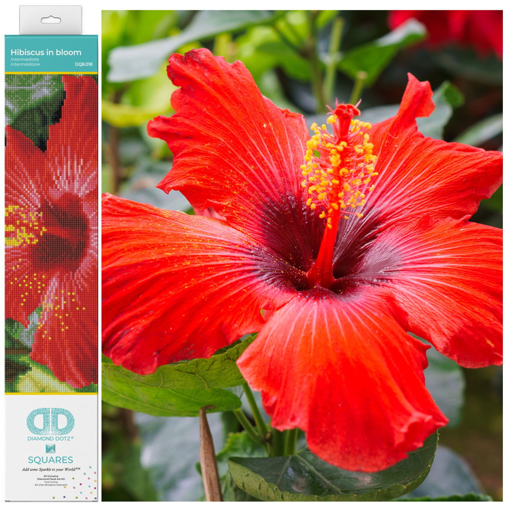 Hibiscus in Bloom