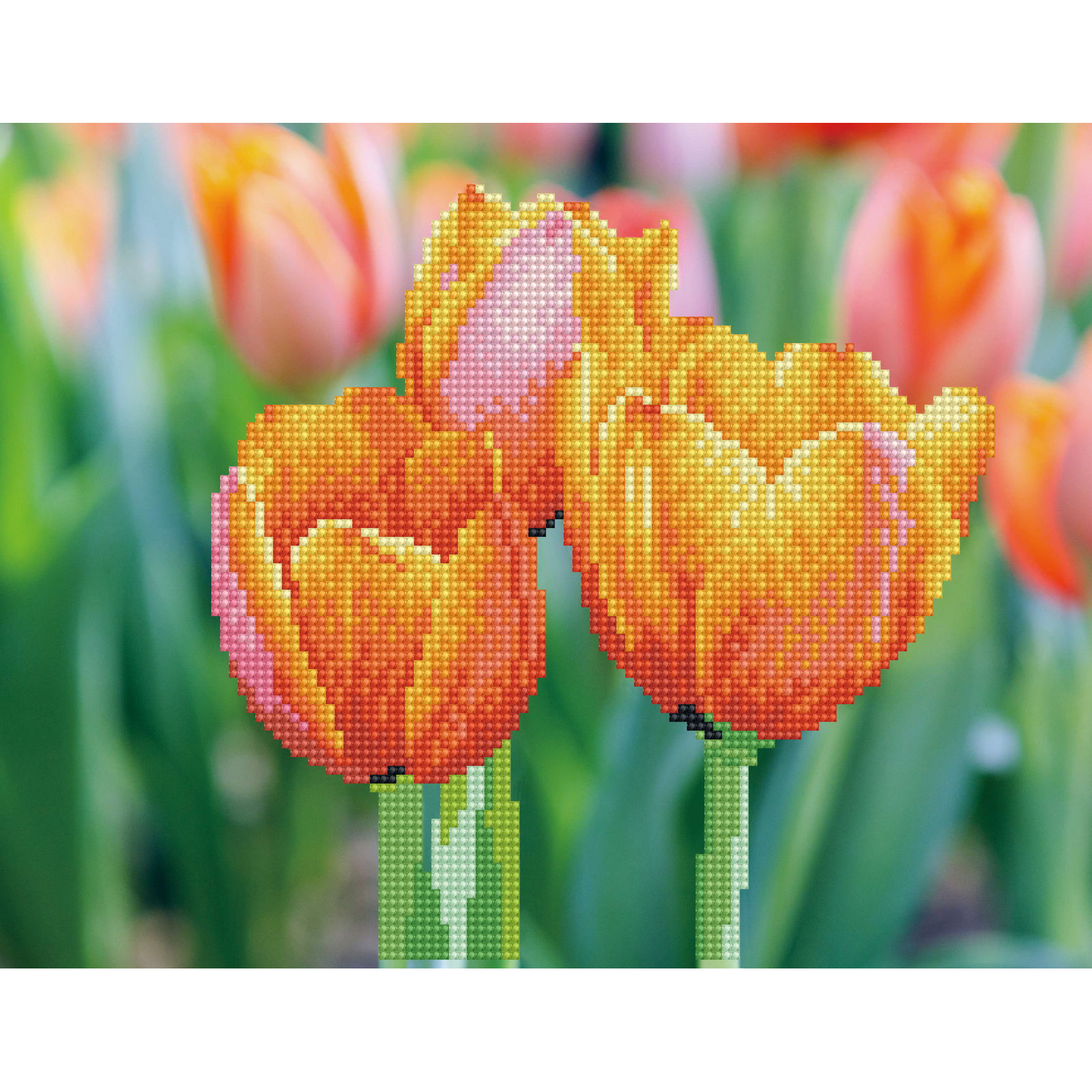 Love Tulips
