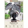 thumbnail image 1 of Diamond Head Elephant Ear 1 Bulb 9/11" - Colocasia - Blue/Black Leaves, 1 of 3