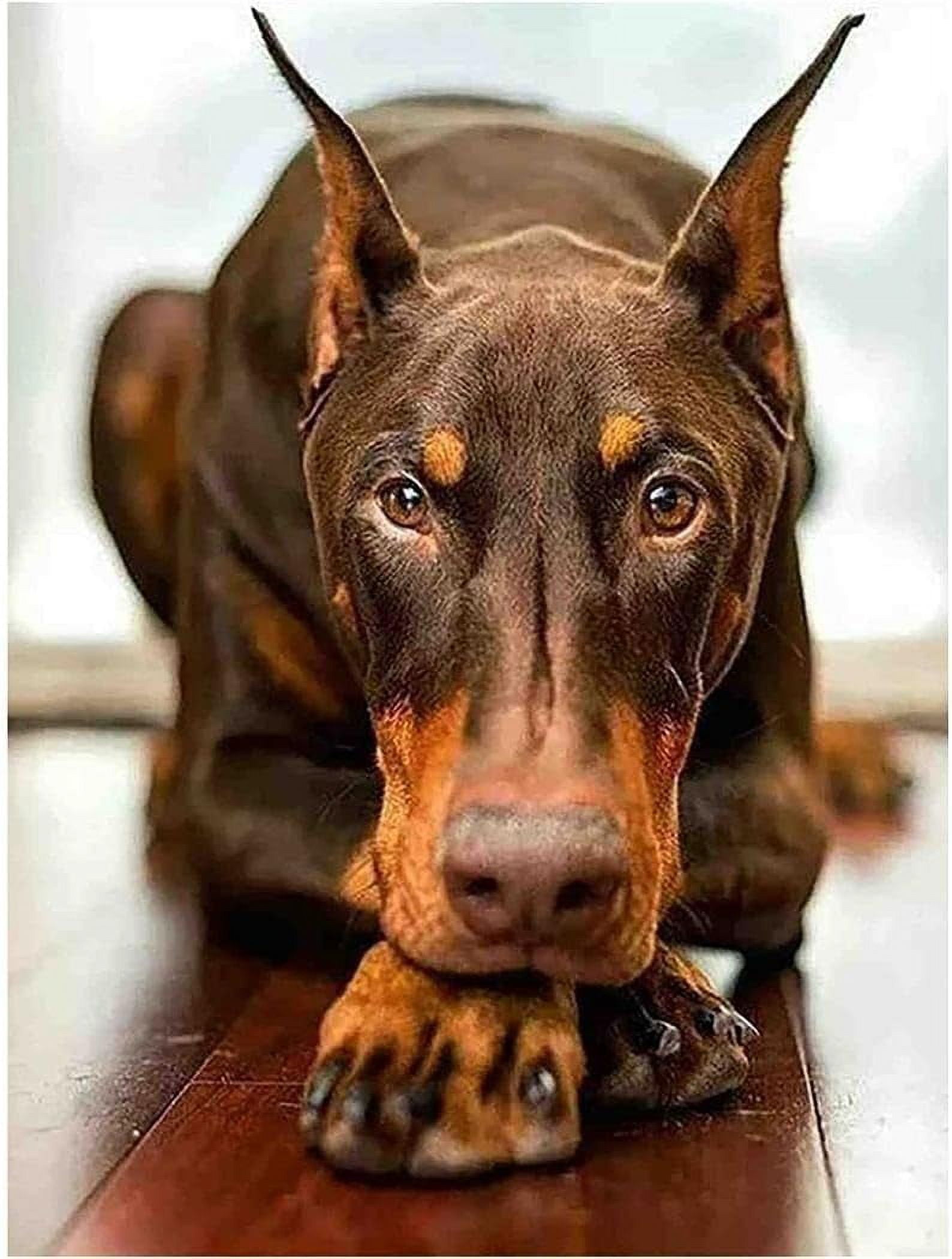 Diamond Painting Doberman Dog DIY Rhinestone Embroidery Art Adult by Number Painting Craft Kit Home Decor Gifts