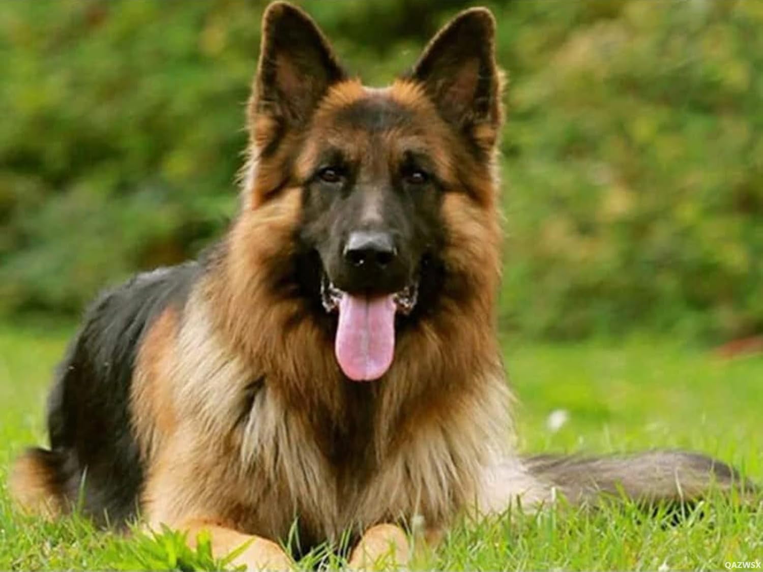 DIY 5D Diamantmalerei – German Shepherd Bild 60x100 Cm, Full Drill