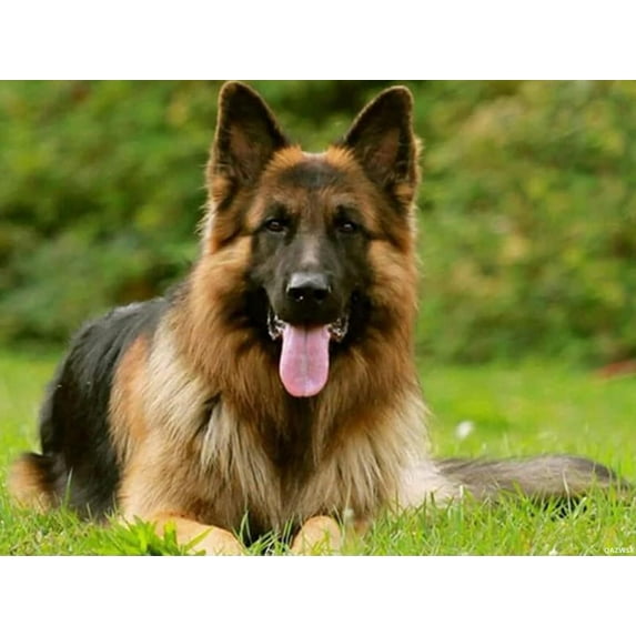 Diamond Painting German Shepherd Kit for Adults Full Drill Diamond Art Painting by Number Kits Gem Art Wall Home Decor