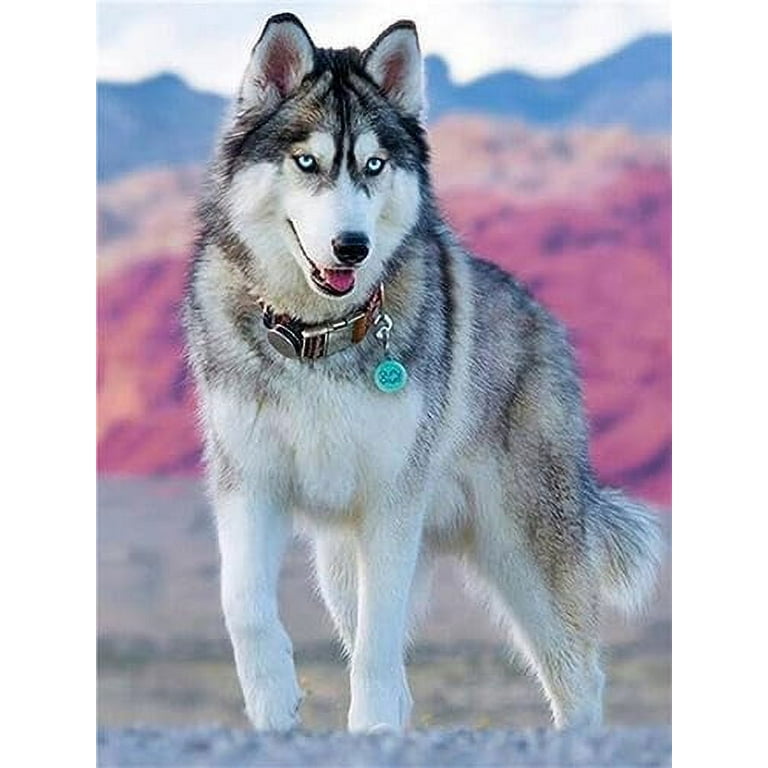 Diy Diamond Painting Dog For Adults, 5d Diamond Painting Kits Full Drill,  Diamond Art Kits, Round Diamond Art For Home Wall Decor And Gifts. Size  40cm