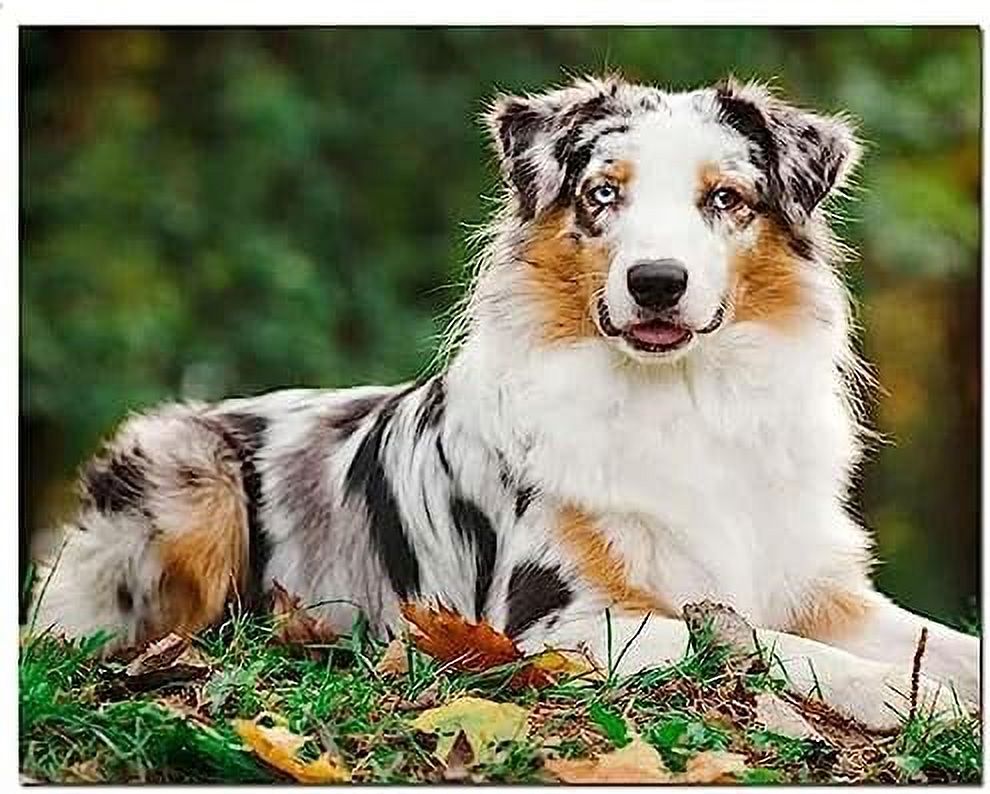 Diamond Painting Kits for Adults 5D Diamond Art Painting Dog Australian